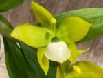 IN BLOOM Cycnoches chlorochilon 'Giant Swan' × self (2.5” pot)