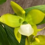 IN BLOOM Cycnoches chlorochilon 'Giant Swan' × self (2.5” pot)