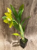 IN BLOOM Cycnoches chlorochilon 'Giant Swan' × self (2.5” pot) - Image 7