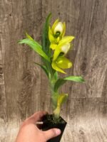 IN BLOOM Cycnoches chlorochilon 'Giant Swan' × self (2.5” pot) - Image 5