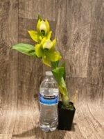 IN BLOOM Cycnoches chlorochilon 'Giant Swan' × self (2.5” pot) - Image 6