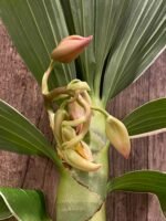 In Buds Fragrant Cycnodes Wine Delight FCC/AOS Variegated (2.5” Pot) - Image 2