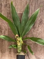 In Buds Fragrant Cycnodes Wine Delight FCC/AOS Variegated (2.5” Pot) - Image 4