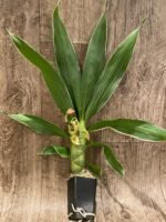 In Buds Fragrant Cycnodes Wine Delight FCC/AOS Variegated (2.5” Pot) - Image 5