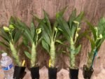 Cycnoches chlorochilon 'Giant Swan' × self (2.5” pot) - Image 4