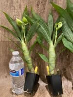 Cycnoches chlorochilon 'Giant Swan' × self (2.5” pot) - Image 5