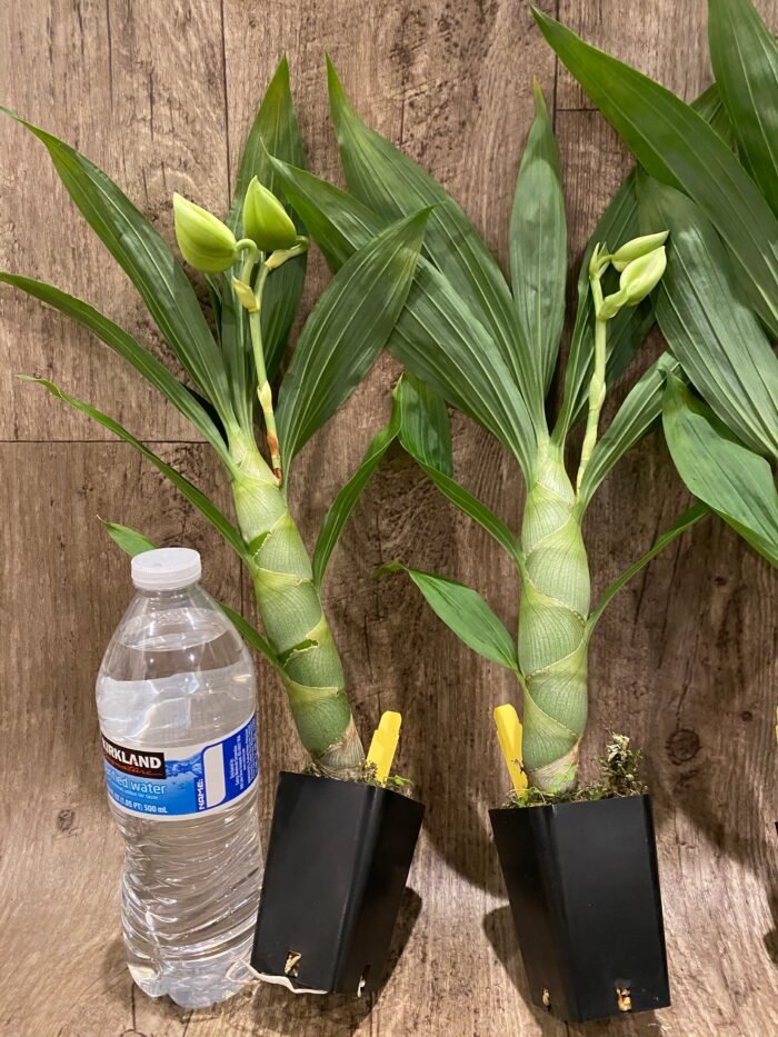 Cycnoches chlorochilon 'Giant Swan' × self (2.5” pot) - Image 5