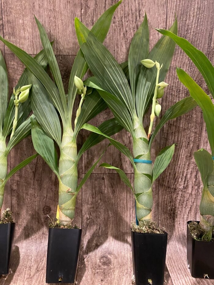 Cycnoches chlorochilon 'Giant Swan' × self (2.5” pot) - Image 6
