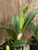 IN BUD(s) - Cattleya Ric. Shin Shiang Diamond '#1' (Kat E-Sun x Tzeng-Wen Beauty) (3.5” Pot) - Image 7