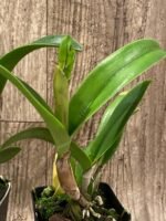 IN BUD(s) - Cattleya Ric. Shin Shiang Diamond '#1' (Kat E-Sun x Tzeng-Wen Beauty) (3.5” Pot) - Image 9