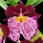 Miltoniopsis Breathless ‘Beauty’ Bloomng Size  (3.5" Pot)