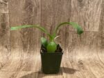 Prosthechea ionophlobia x self (3.5" pot) - Image 2