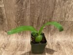 Prosthechea ionophlobia x self (3.5" pot) - Image 3