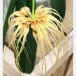 Bulbophyllum medusae x Perseus blooming Size (3” Pot)
