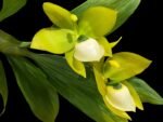 Cycnoches chlorochilon 'Giant Swan' × self (2.5” pot)