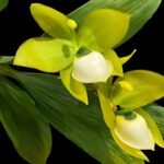 Cycnoches chlorochilon 'Giant Swan' × self (2.5” pot)