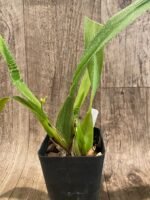 Vuylstekeara (Miltonidium) Carnivale ‘Okika’ (3.5” pot) - Image 5