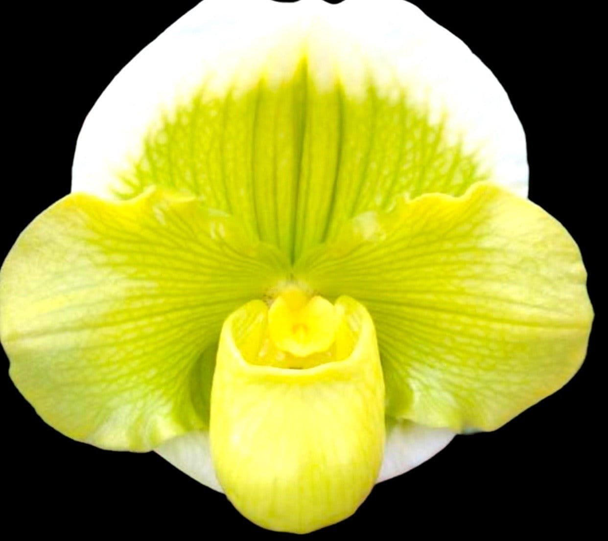 il_fullxfull.5468610414_l8hx.jpg IN SPIKE Paph. Sorcerer's Prime 'Giant Dorsal × Paph. Stone Lovely 'Green Angel' + 2 New Growths (3.5” Pot) - Image 1