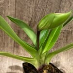 IN BUD Paph.. Olympic Spots 'Rooster' Paph. Stone Lovely 'Green Angel' (3.5” Pot)