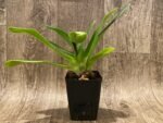 IN BUD Paph.. Olympic Spots 'Rooster' Paph. Stone Lovely 'Green Angel' (3.5” Pot) - Image 4