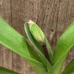 IN BUD Paph. Thunder Cat 'Power House' × Paph. Jenne's Charm 'Fire Bird' (3.5” Pot)