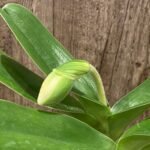 IN BUD Paph. Icy Icy Wind × Golden Emperor) (3.5” Pot)