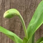 IN SPIKE Paph. Store Lovely x Yosemite Green 'Jumbo' (3.5” Pot)