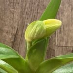 IN BUD Paph. Katal's Golden Emerald 'Double Lime' x Paph. Sorcerer's Prime 'Magnificent' (3.5” Pot)