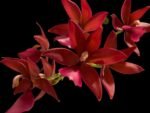 In Buds Fragrant Cycnodes Wine Delight FCC/AOS Variegated (2.5” Pot)