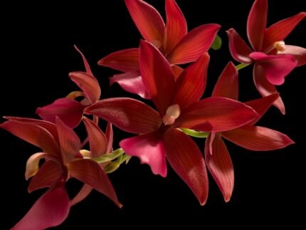In Buds Fragrant Cycnodes Wine Delight FCC/AOS Variegated (2.5” Pot)