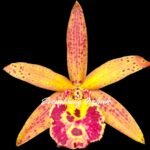 In Bud Bc. Rustic Spots 'H&R' (Bc. Richard Mueller x C. Landate) (2.5” Pot)