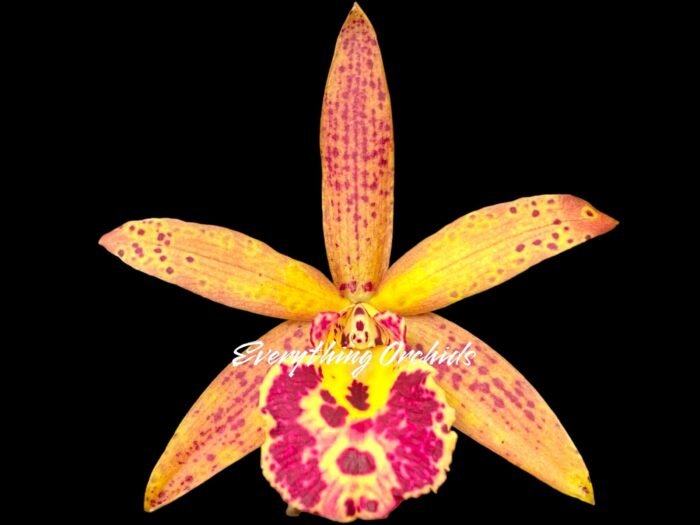 In Bud Bc. Rustic Spots 'H&R' (Bc. Richard Mueller x C. Landate) (2.5” Pot) - Image 1