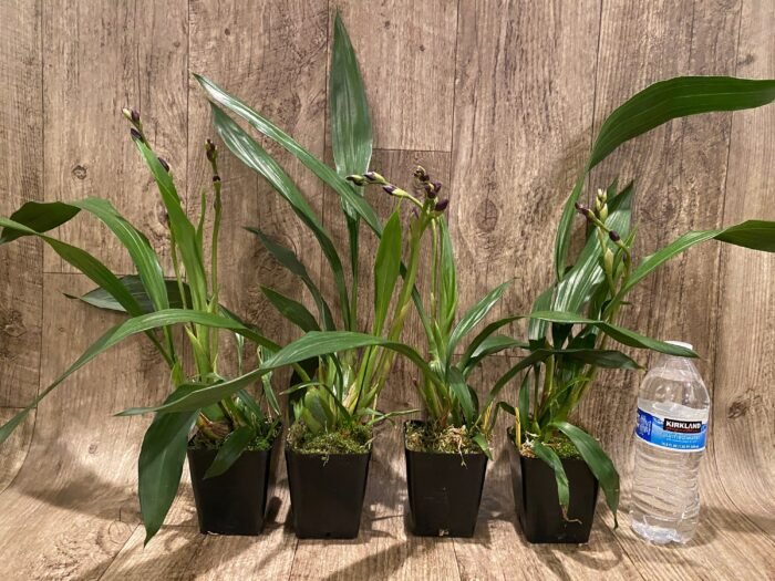 DOUBLE SPIKE- Zygonisia Cynosure ‘Blue Birds’ (3.5” pot) - Image 2