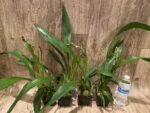 DOUBLE SPIKE- Zygonisia Cynosure ‘Blue Birds’ (3.5” pot) - Image 3