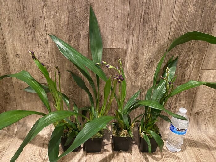 DOUBLE SPIKE- Zygonisia Cynosure ‘Blue Birds’ (3.5” pot) - Image 3