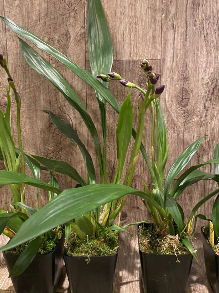 DOUBLE SPIKE- Zygonisia Cynosure ‘Blue Birds’ (3.5” pot) - Image 5