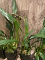 DOUBLE SPIKE- Zygonisia Cynosure ‘Blue Birds’ (3.5” pot) - Image 6
