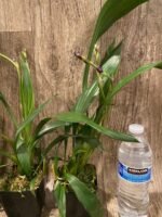 DOUBLE SPIKE- Zygonisia Cynosure ‘Blue Birds’ (3.5” pot) - Image 7