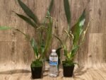 TRIPLE SPIKES - Zygonisia Cynosure ‘Blue Birds’ (3.5” pot) - Image 2