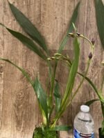 TRIPLE SPIKES - Zygonisia Cynosure ‘Blue Birds’ (3.5” pot) - Image 4
