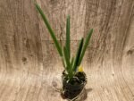 IN SPIKE Bc. Yellow Bird (Richard Mueller × B. nodosa) (3” basket) - Image 3
