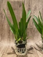 Prosavola Princess Kha Nhu (3” basket) - Image 4