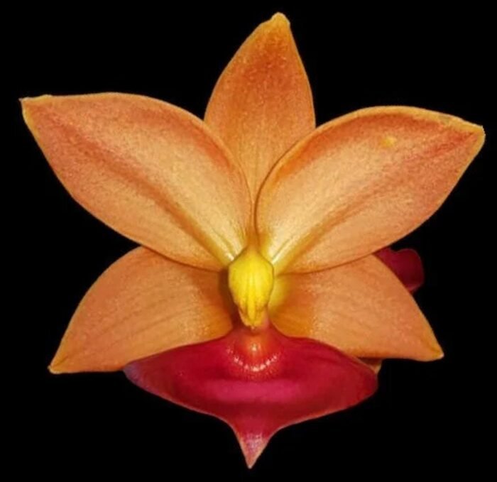 IN SPIKE Sale Fragrant Cycnodes Taiwan Gold ‘Orange’ (2” pot) - Image 1