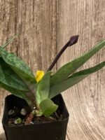 In Spike - Paph. Maudiae Vini (3.5” pot) - Image 3