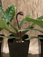 In Spike - Paph. Maudiae Vini (3.5” pot) - Image 5