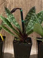 In Spike - Paph. Maudiae Vini (3.5” pot) - Image 6