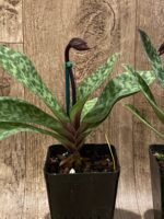 In Spike - Paph. Maudiae Vini (3.5” pot) - Image 7