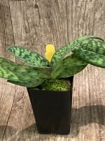 IN BUD Paph. Sam Tsui (argus x hookerae v. volonteanum) (2" pot) - Image 7