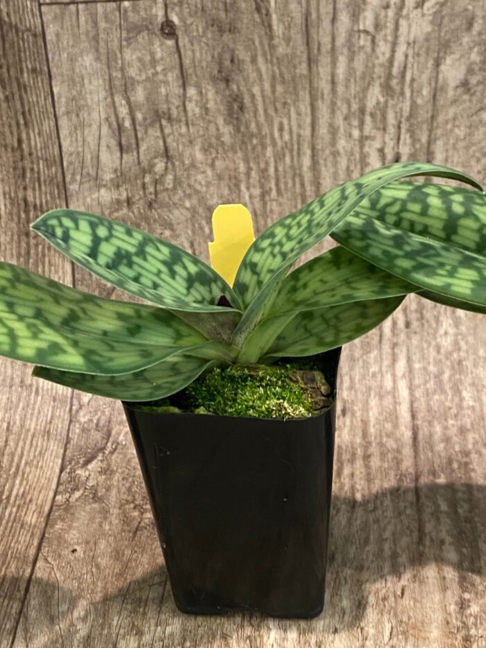 IN BUD Paph. Sam Tsui (argus x hookerae v. volonteanum) (2" pot) - Image 7