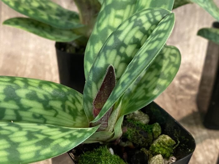 IN BUD Paph. Sam Tsui (argus x hookerae v. volonteanum) (2" pot) - Image 8
